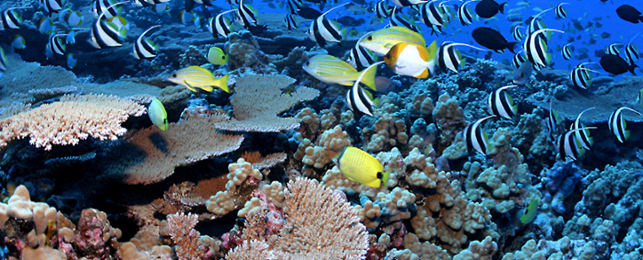 Butterflyfish and Acroporids